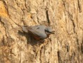 /album/some-overseas-trips/chestnut-bellied-nutatch-corbett-jpg/
